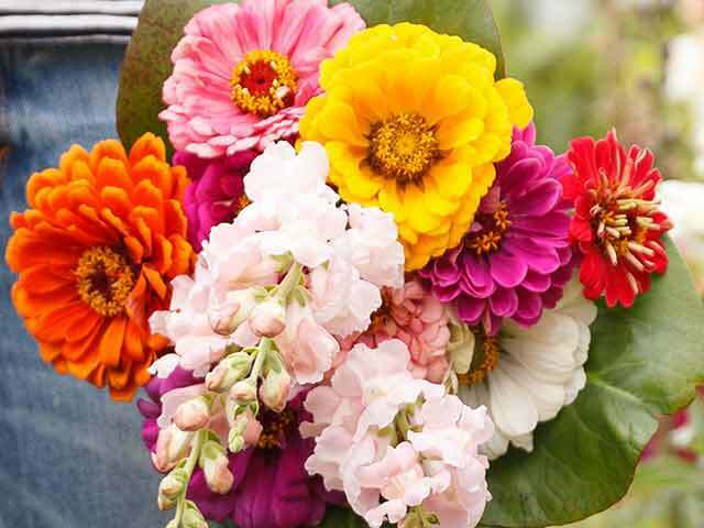 Brand image related to Garden News, Garden Answers and Modern Gardens